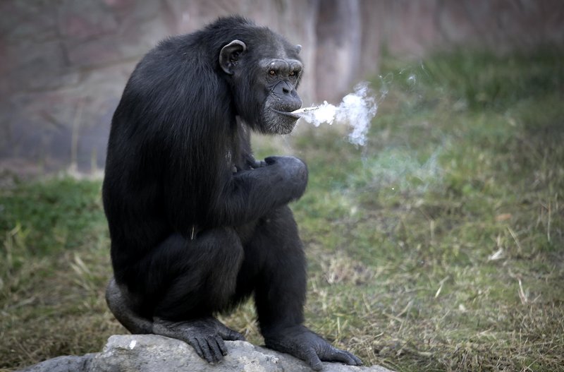 Meet Azalea the smoking chimp, new star at Pyongyang zoo